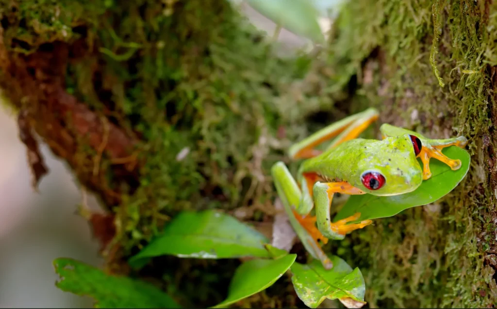 download 4K videos from YouTube